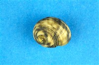 藏品(粗紋蜑螺)的圖片